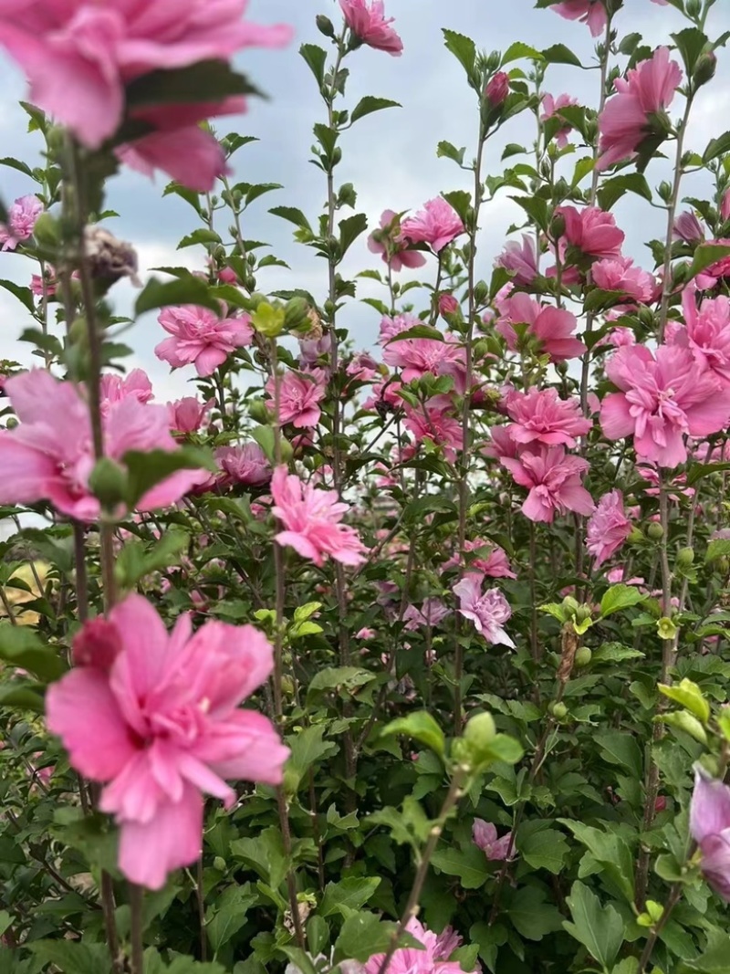 玫瑰重瓣木槿花苗木槿小苗丛生木槿木槿