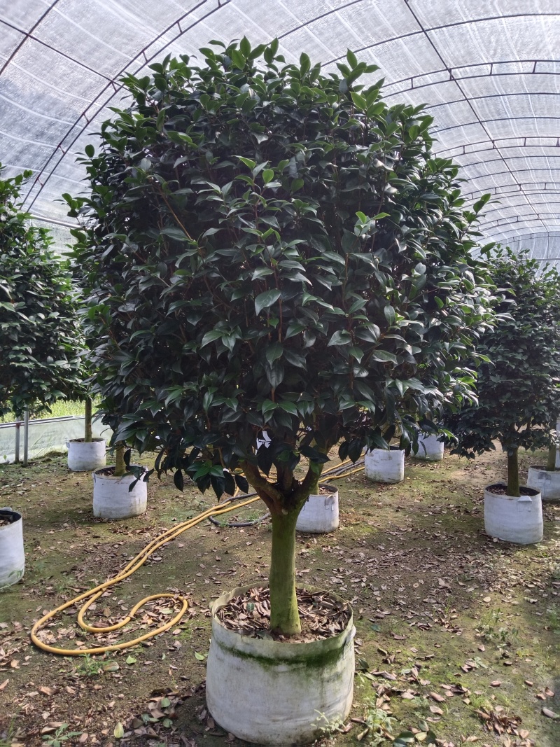 大红赤丹供货中，大中小都有货，基地直发
