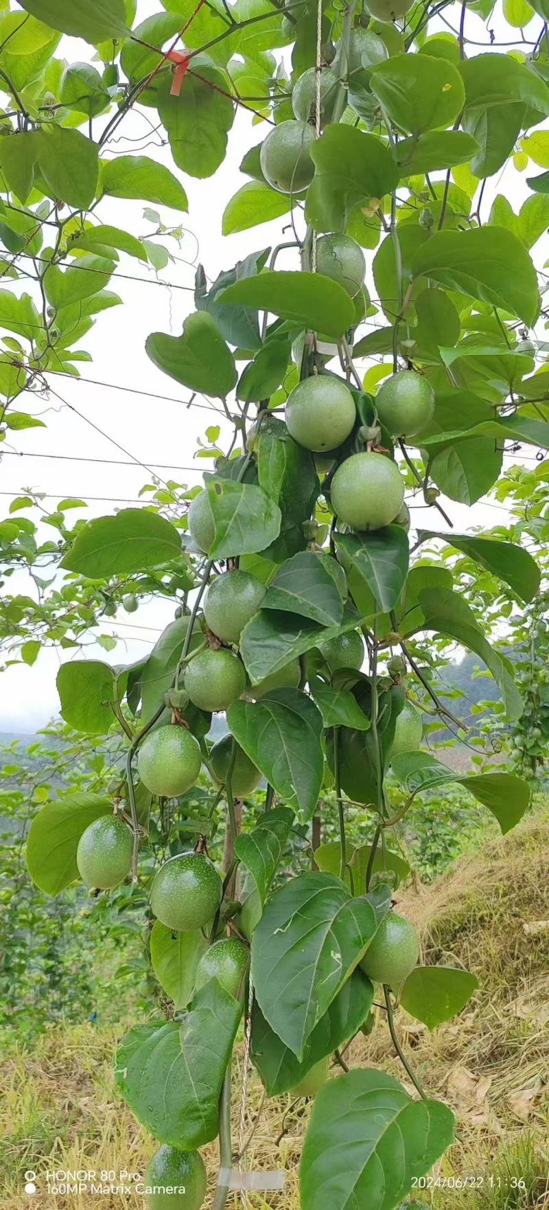 精品黄金百香果，钦蜜九号，对接全国商超，一件代发
