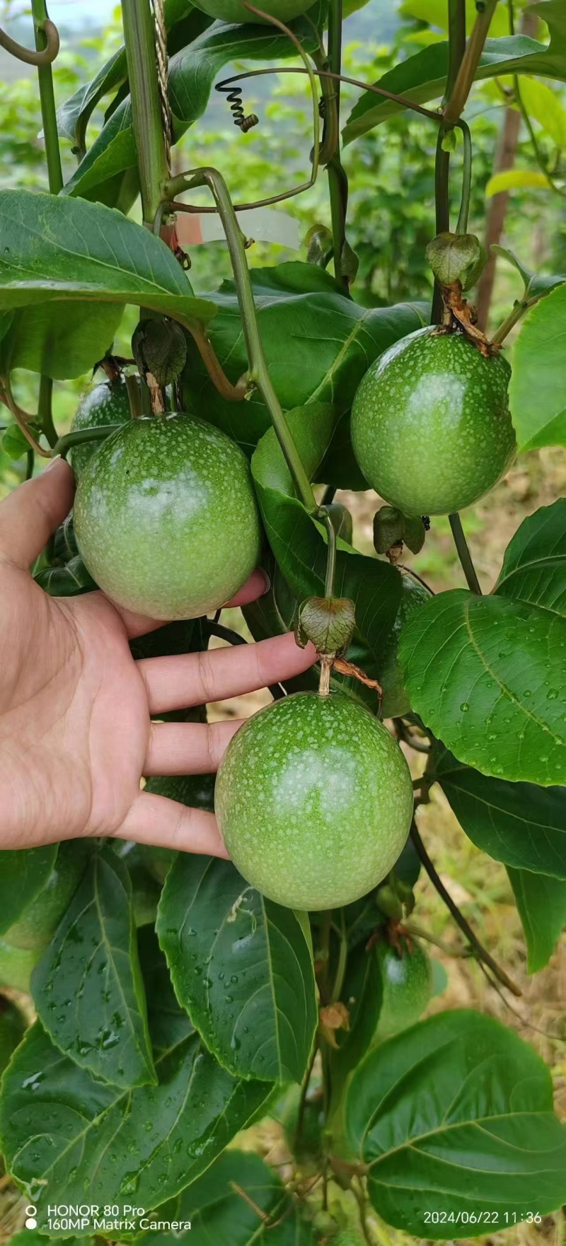精品黄金百香果，钦蜜九号，对接全国商超，一件代发