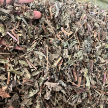 薄荷薄荷一公斤起发量大从优