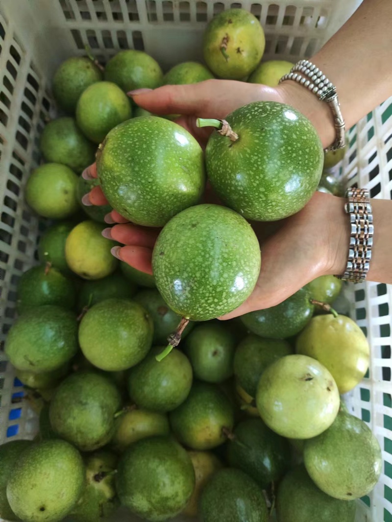 精品黄金百香果，钦蜜九号，对接全国商超，一件代发
