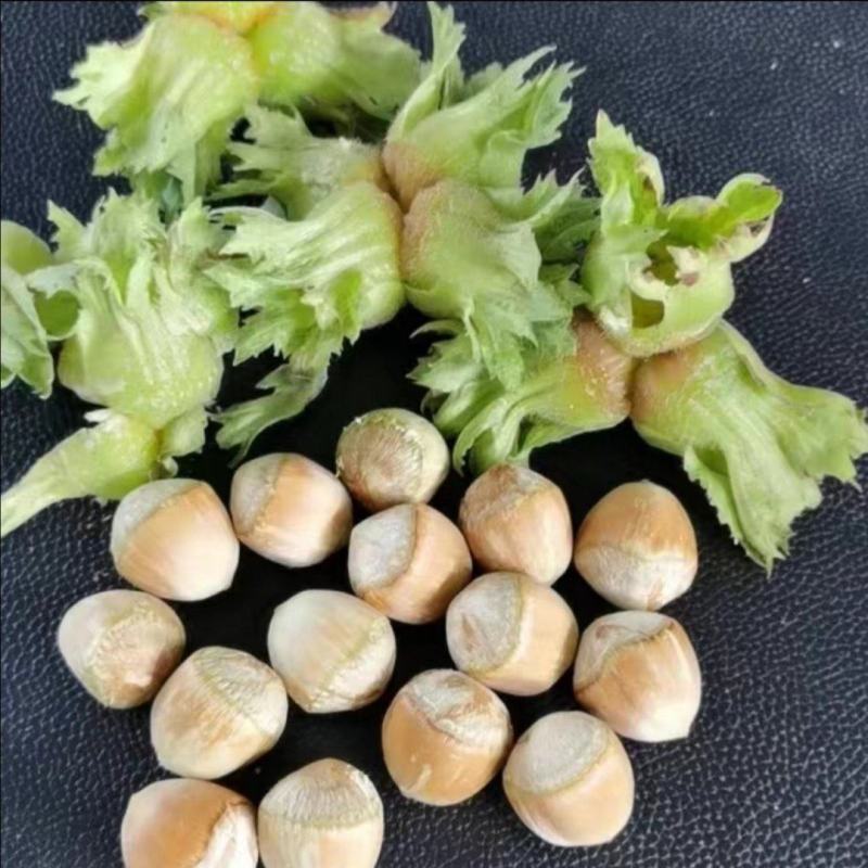 秦皇岛产地去皮大榛子杂果通货