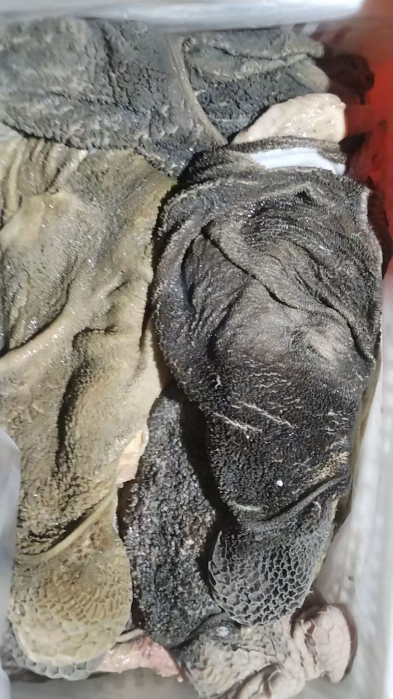 毛羊肚纯干无水有要的老板联系