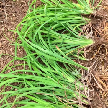 大花萱草