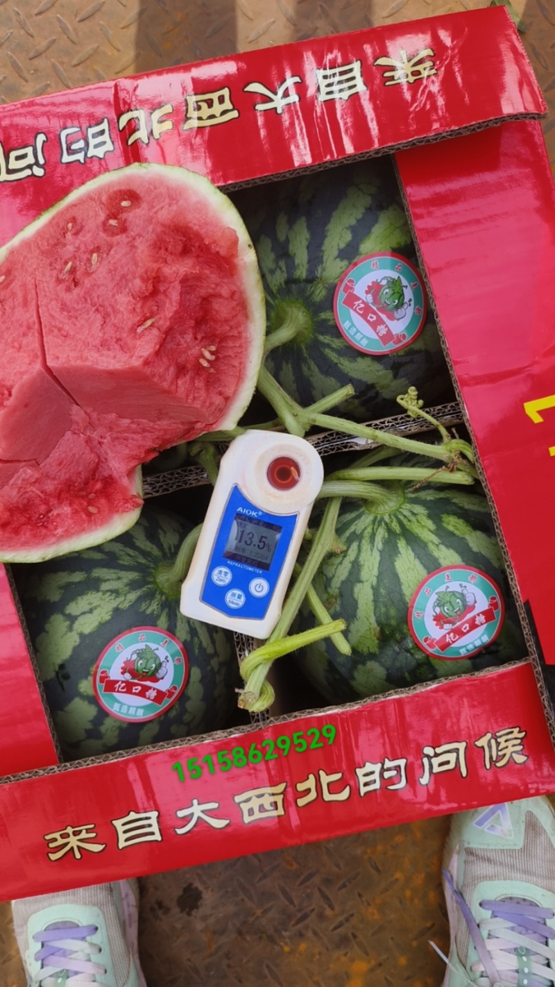 美都西瓜产地，大棚无籽美都西瓜，糖度高，红度好，