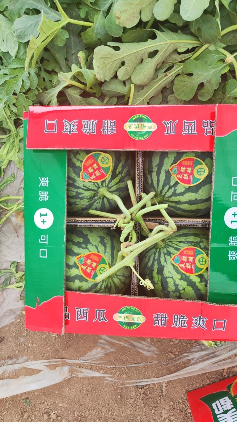美都西瓜产地，大棚无籽美都西瓜，糖度高，红度好，
