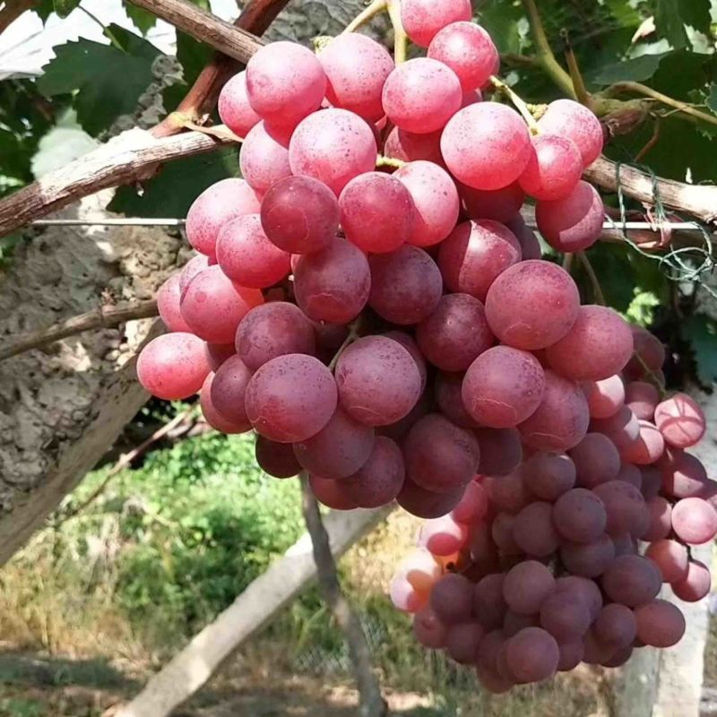 大量红提上市