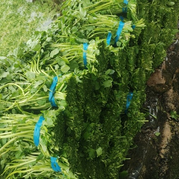 西洋菜，种苗供应批发价格