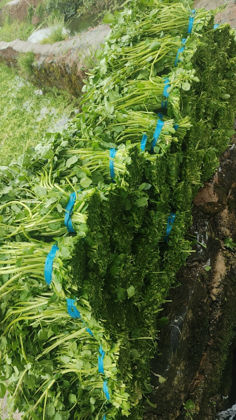 西洋菜，种苗供应批发价格