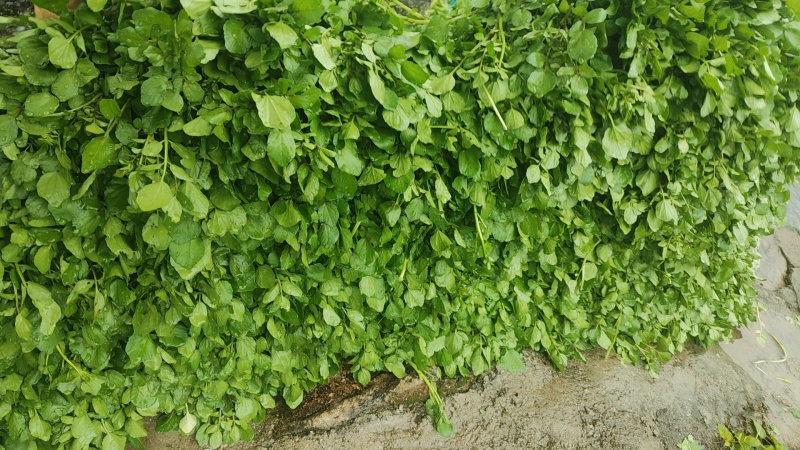 西洋菜，种苗供应批发价格