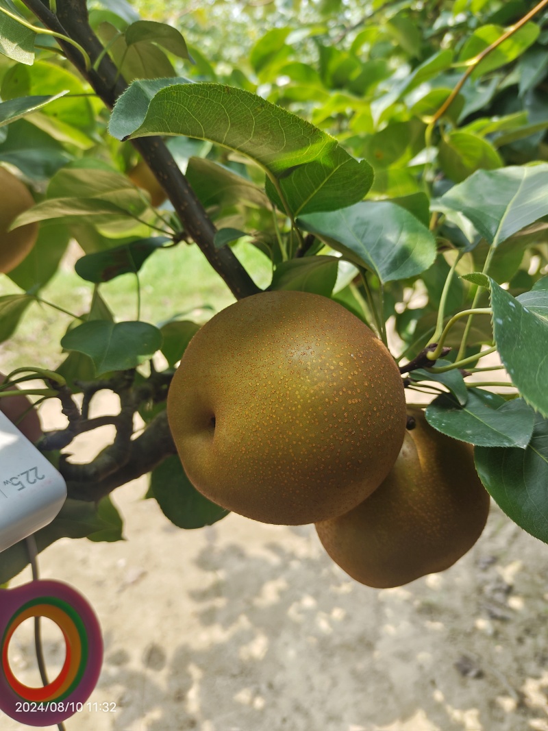 湖北圆黄，华梨，香兰梨，大量上市，价格美丽
