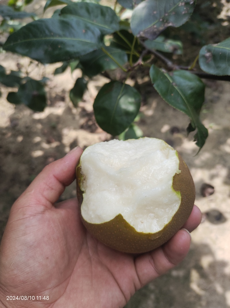 湖北圆黄，华梨，香兰梨，大量上市，价格美丽