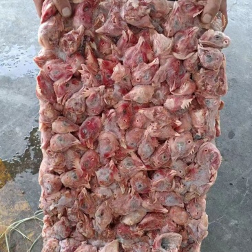 肉鸡头