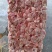 肉鸡头