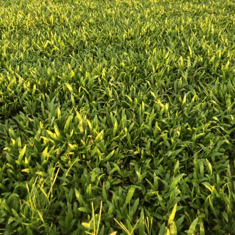 海南草坪批发大叶油草台湾草马尼拉草三亚草坪批发