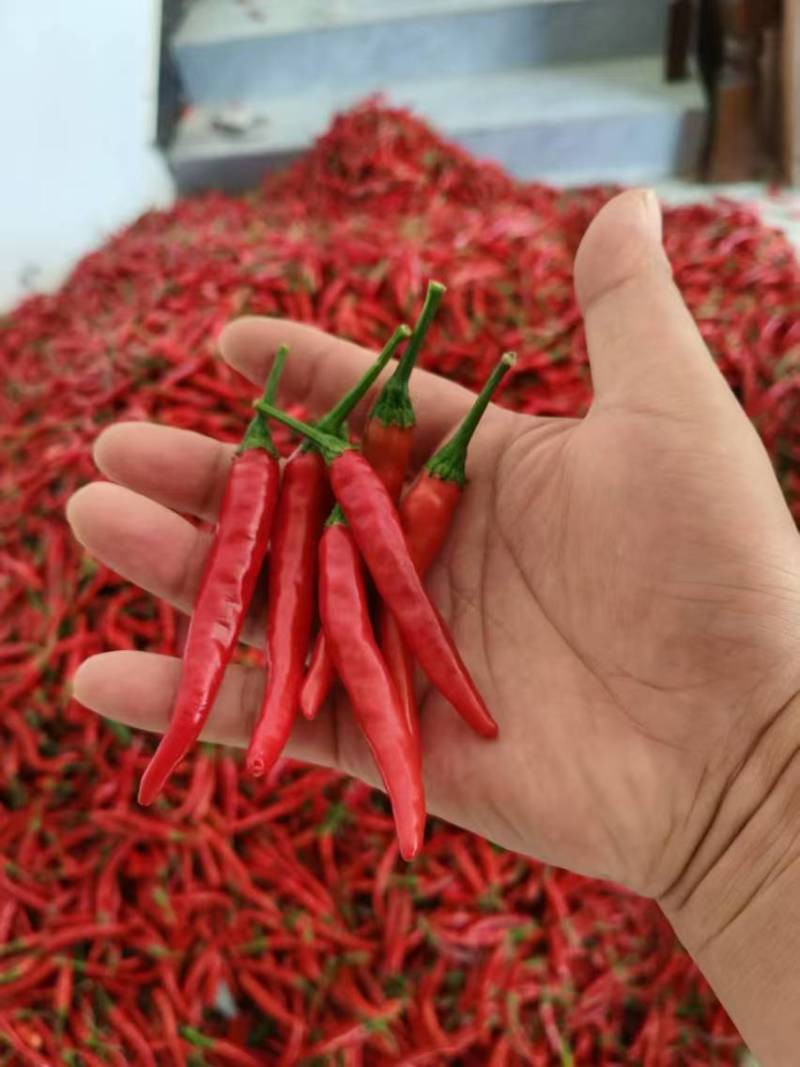 河南艳红小米辣大量上市，鲜椒提供，保证质量，物美价廉