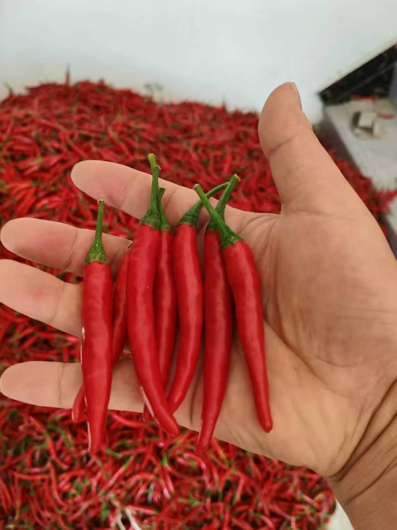 河南艳红小米辣大量上市，鲜椒提供，保证质量，物美价廉
