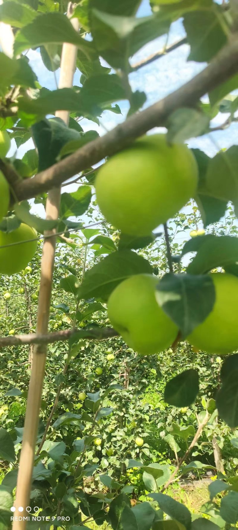 陕西省乾县秦脆光果大量有货需要联系一亩田
