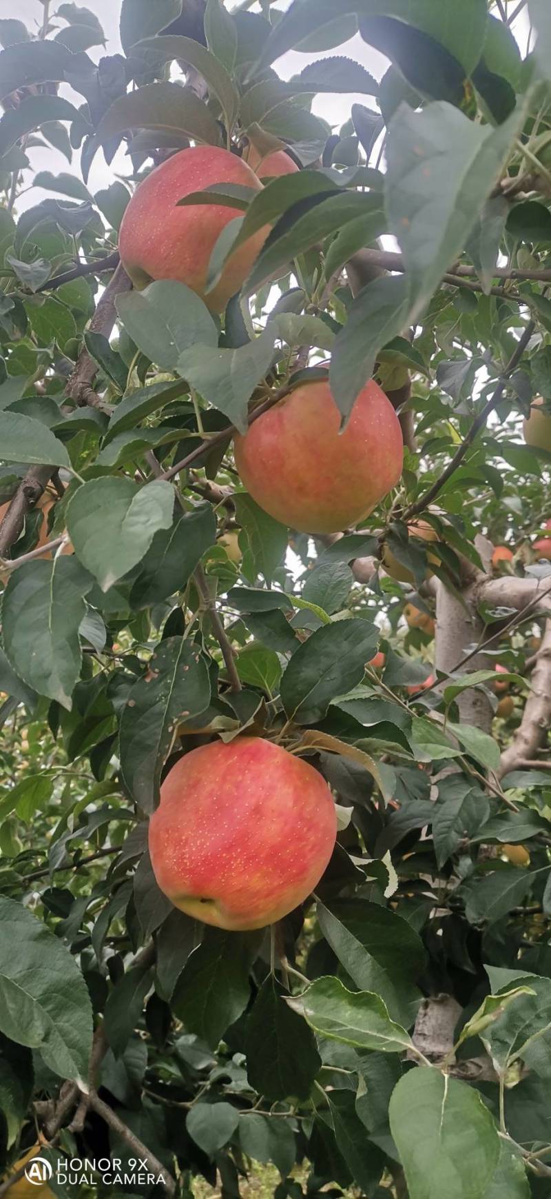 红露苹果