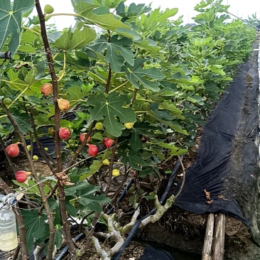 新鲜无花果广州本地每天5.30摘果，电商，商超，小区团购