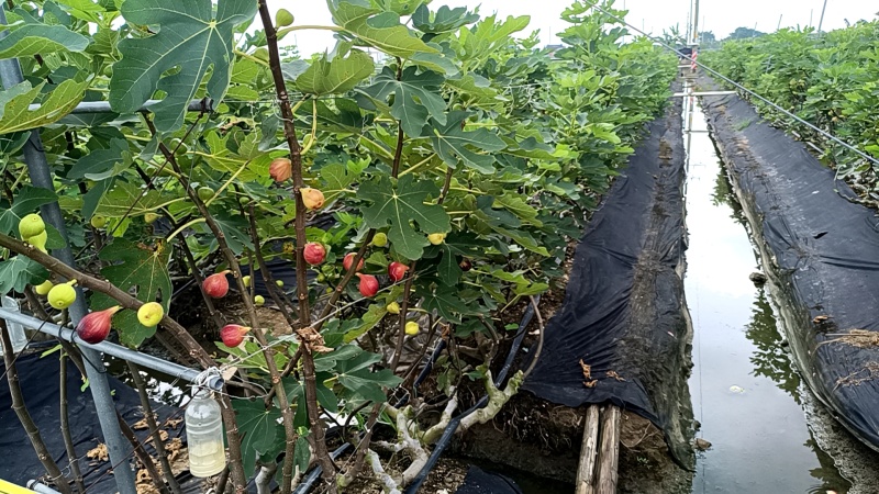 新鲜无花果广州本地每天5.30摘果，电商，商超，小区团购