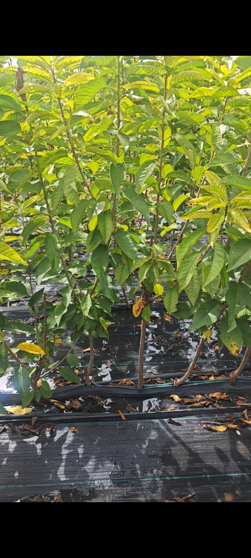 3公分樱桃苗，美早樱桃苗4公分，樱桃苗5公分，车厘子苗