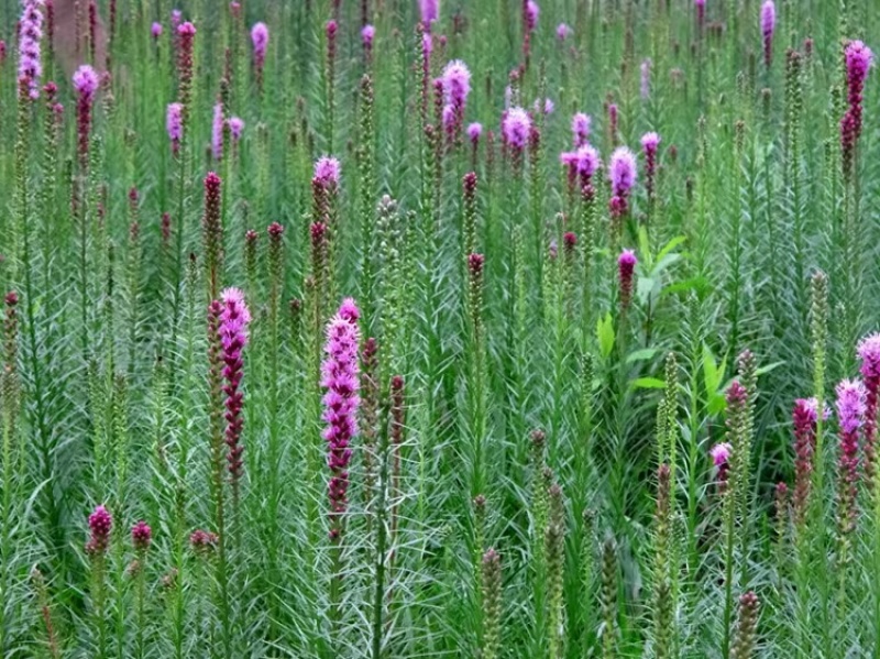 蛇鞭菊种子花镜植物麒麟菊花种庭院室外多年生宿根耐寒草本