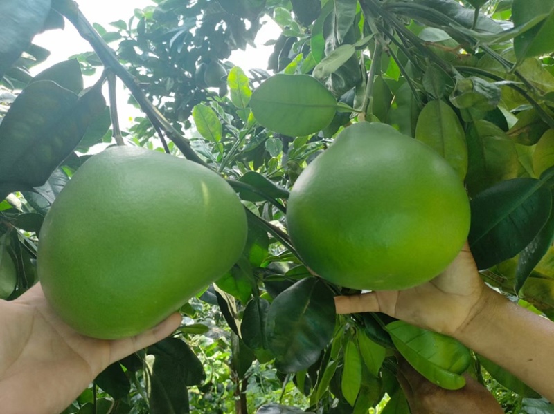 福建红宝石青柚种植基地，百亩基地采摘欢迎合作洽谈