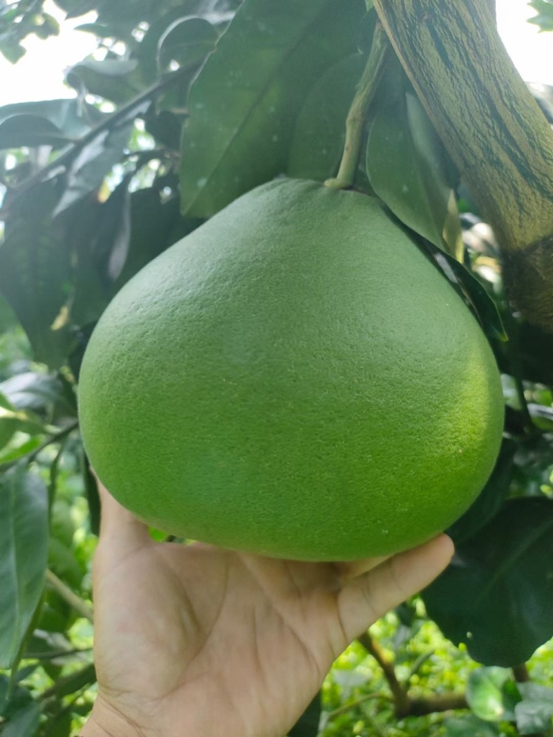 福建红宝石青柚种植基地，百亩基地采摘欢迎合作洽谈