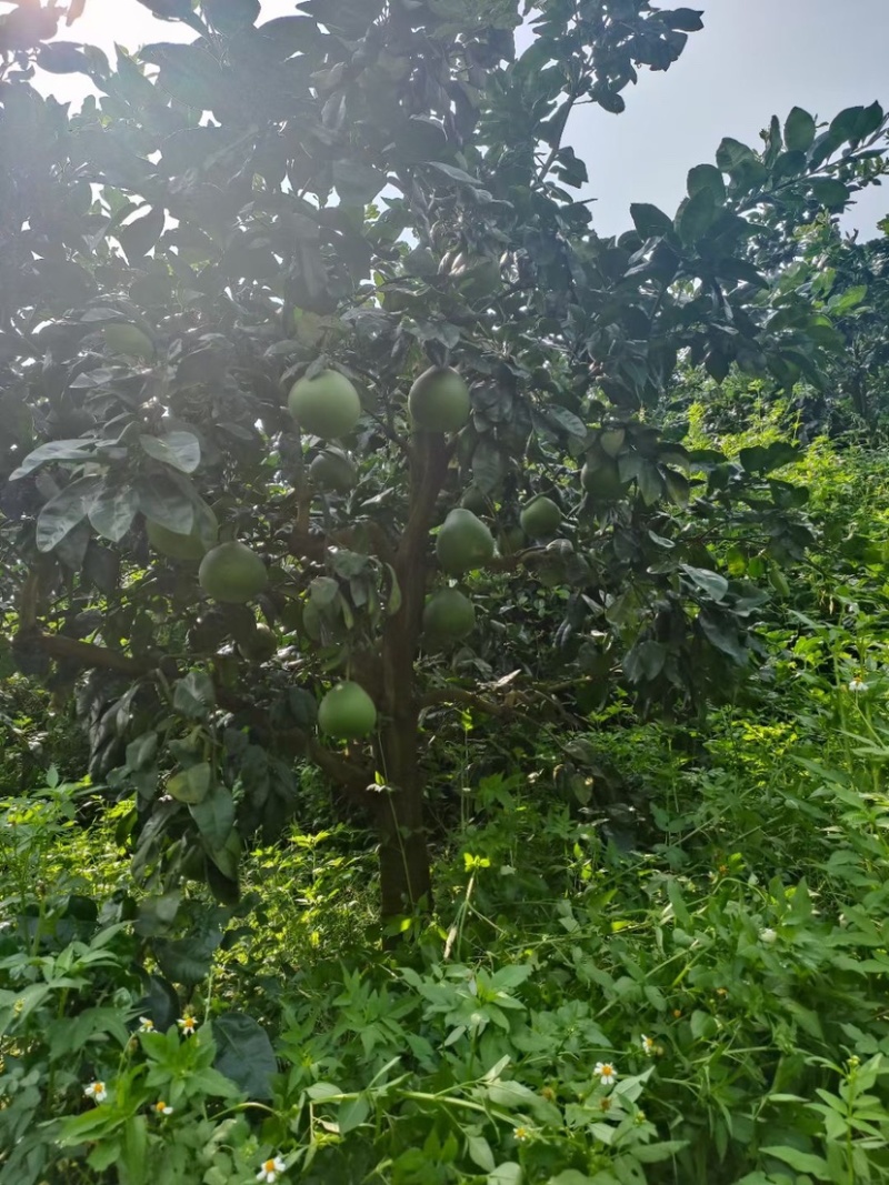 福建红宝石青柚种植基地，百亩基地采摘欢迎合作洽谈