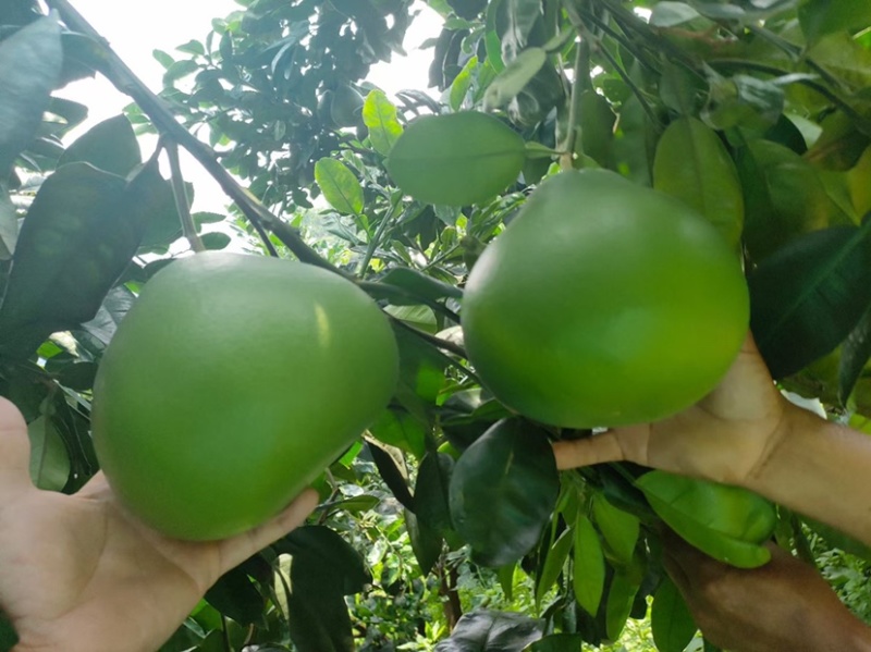 福建红宝石青柚种植基地，百亩基地采摘欢迎合作洽谈