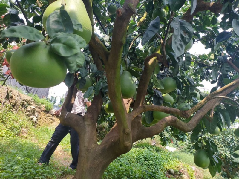 福建红宝石青柚种植基地，百亩基地采摘欢迎合作洽谈