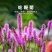 蛇鞭菊种子紫粉色麒麟菊花种子多年生花卉耐寒耐热四季易