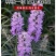 蛇鞭菊种子紫粉色麒麟菊花种子多年生花卉耐寒耐热四季易
