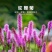 蛇鞭菊种子紫粉色麒麟菊花种子多年生花卉耐寒耐热四季易