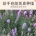 蛇鞭菊种子紫粉色麒麟菊花种子多年生花卉耐寒耐热四季易