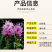 蛇鞭菊种子紫粉色麒麟菊花种子多年生花卉耐寒耐热四季易