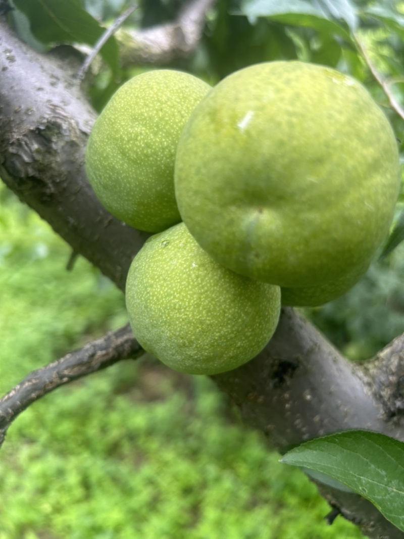 茂县青脆李代办