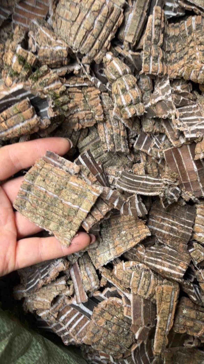 种植杜仲杜仲皮方块切丝杜仲1公斤起发
