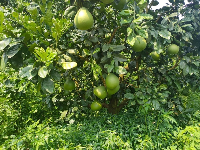 福建红宝石青柚种植基地，百亩基地采摘欢迎合作洽谈