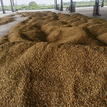 罗汉果仁，散料，干粉料