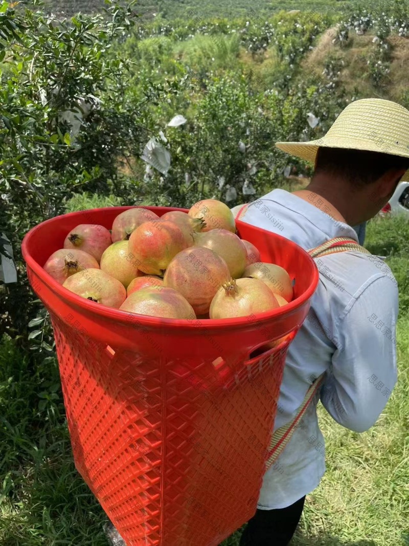 各种规格突尼斯软仔石榴大量供应电商档口超市均可供应