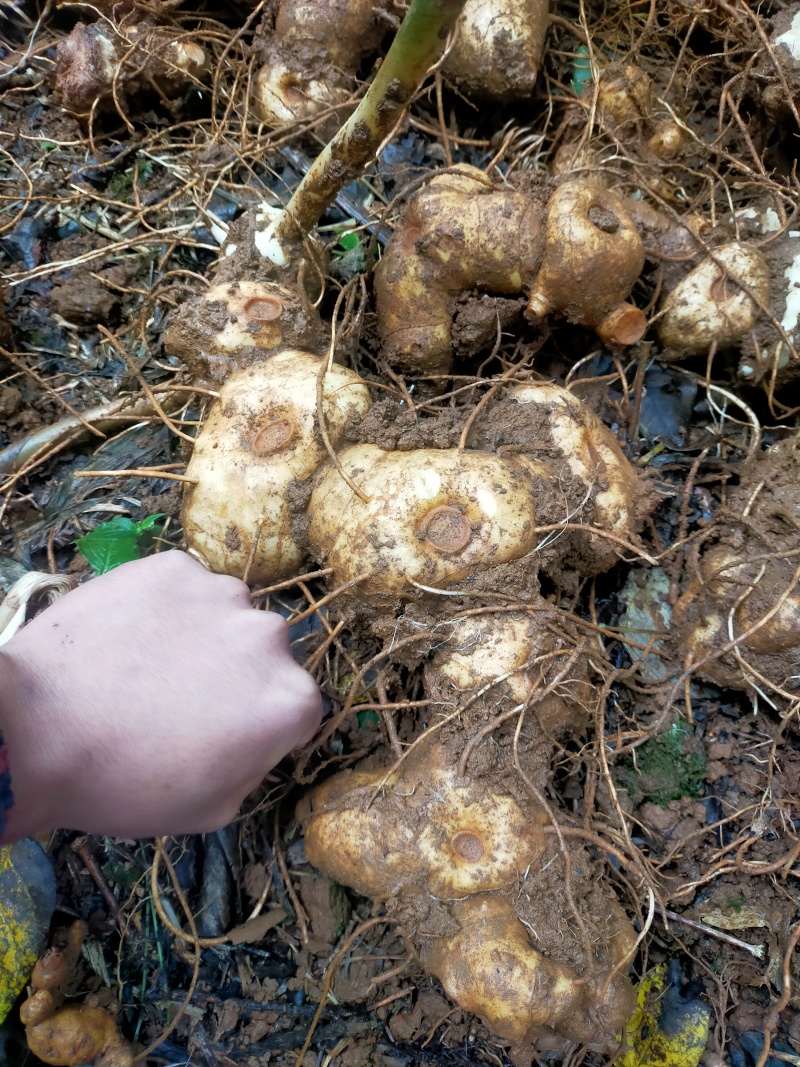 滇红花黄精块茎