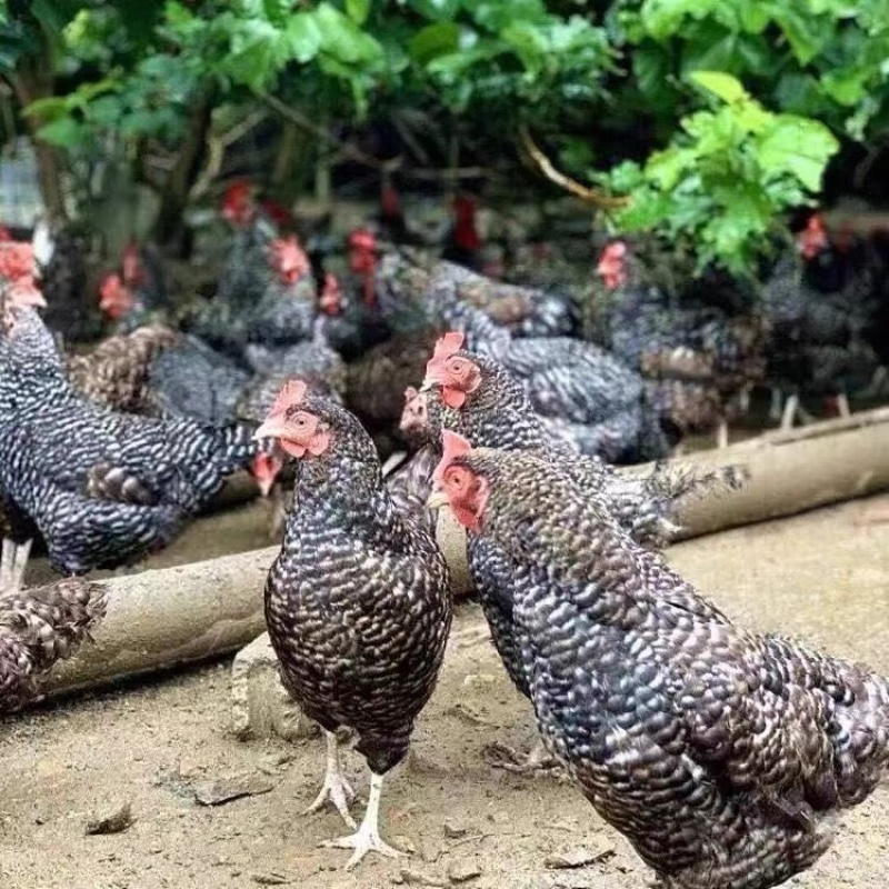 益阳芦花鸡苗包防疫包运输包成活率货到满意付款诚信服务