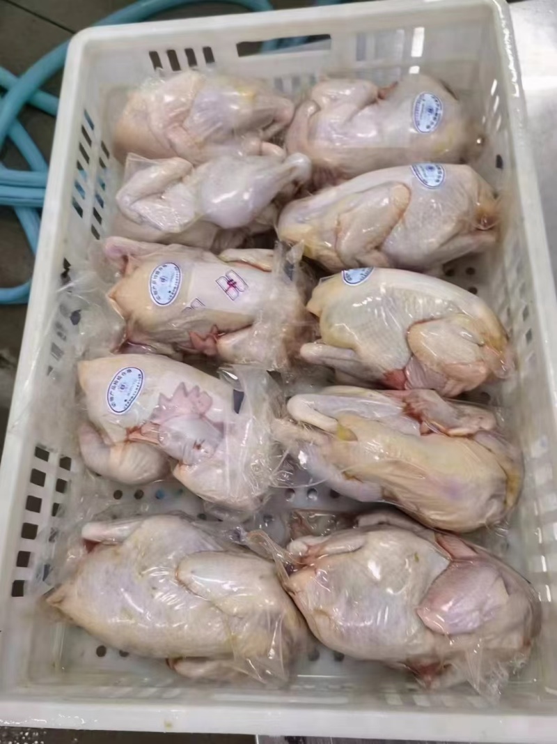 真空老母鸡带蛋黄