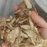 当归，全归一棵树，当归颗粒，当归头，当归节无硫当归