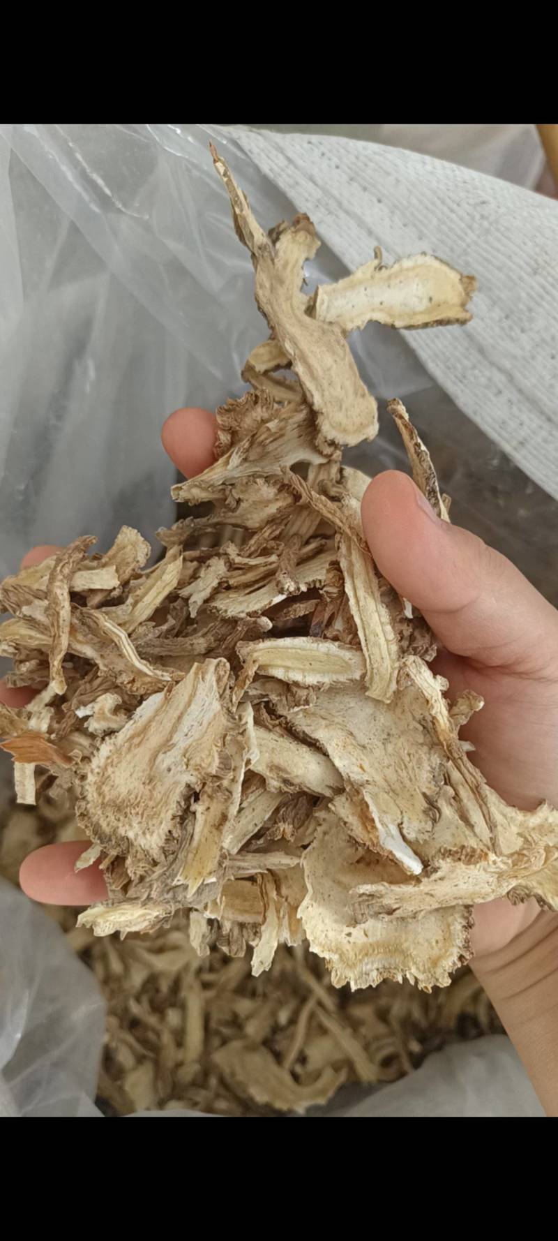 当归，全归一棵树，当归颗粒，当归头，当归节无硫当归
