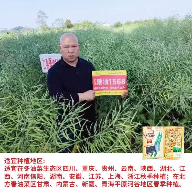 仁禾矮油1568杂交油菜种籽超高产高出油矮杆大籽粒。