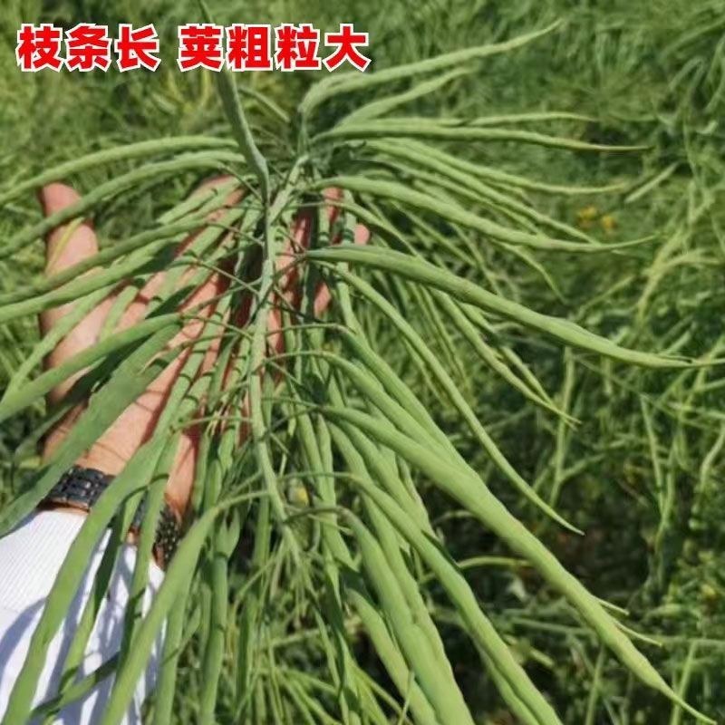 仁禾矮油1568杂交油菜种籽超高产高出油矮杆大籽粒。